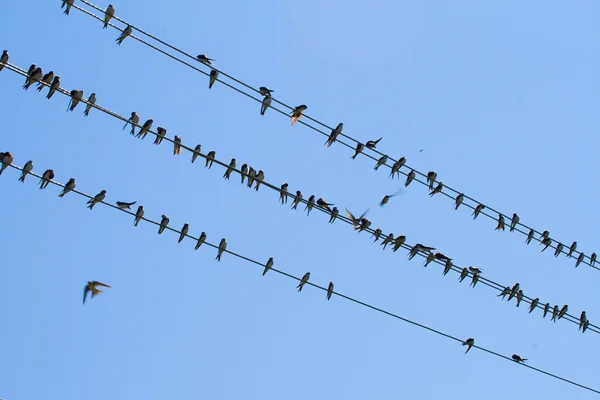 Many swallows on wire — Stock Photo #1715073