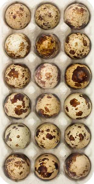 Quail eggs in box