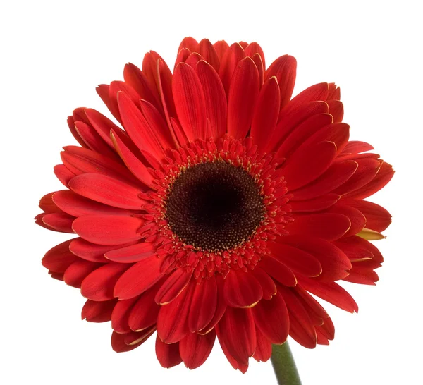 Red Gerbera Flower