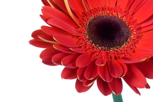 Red gerbera flower isolated