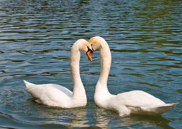 Two white swans in love