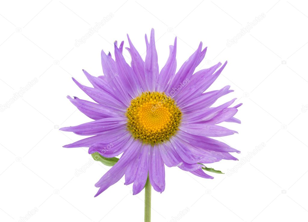 Violet Aster