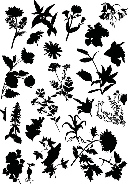 Flower Silhouette Images