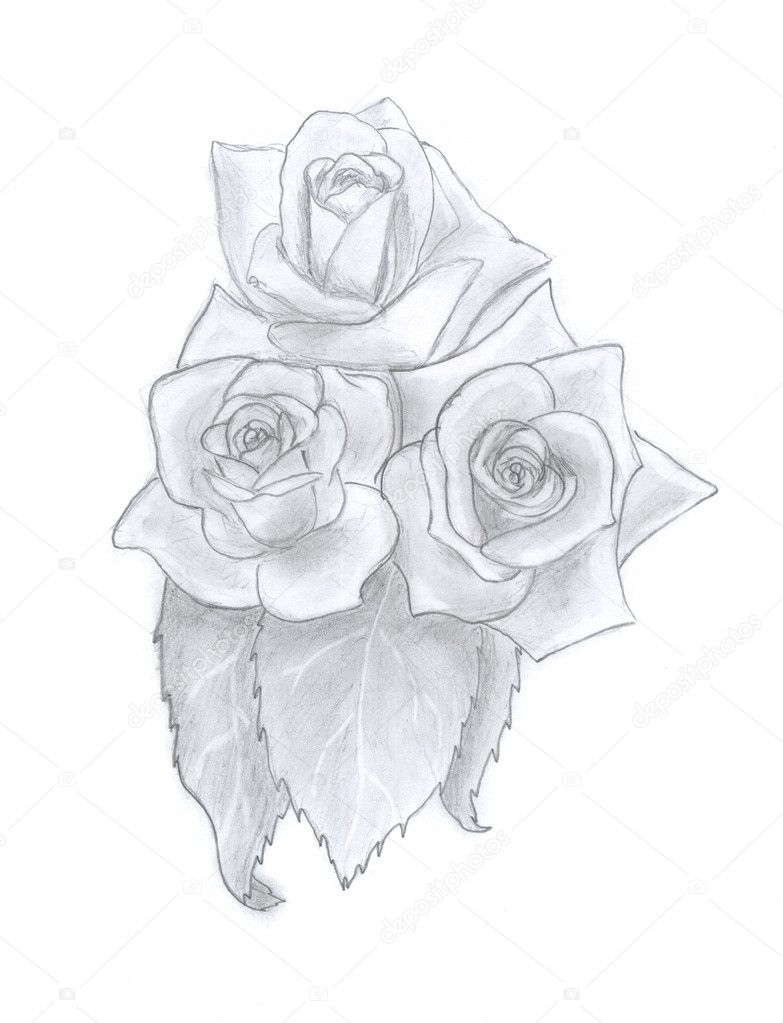 Roses Sketch