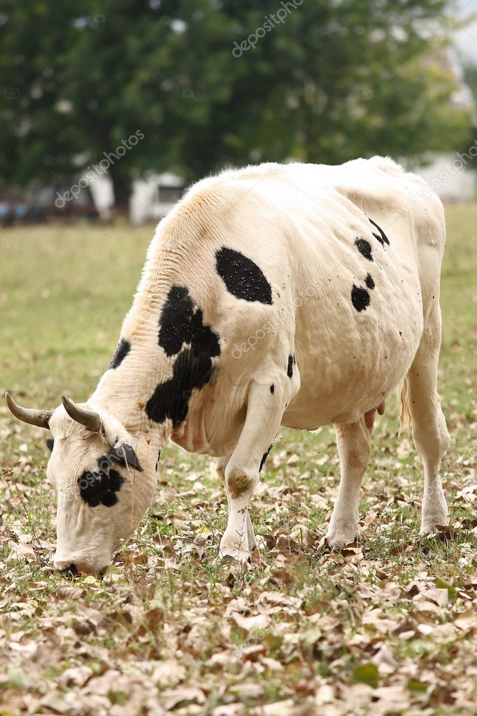 What Is Piebald