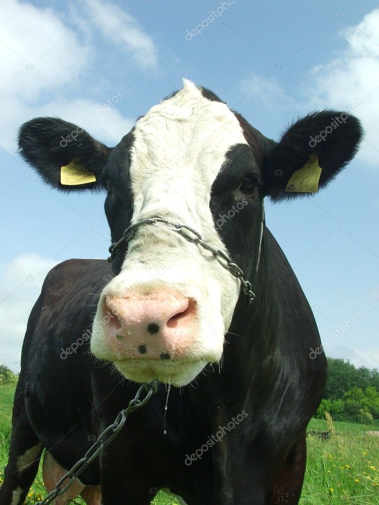 cow head photo