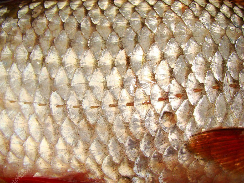 Fish skin — Stock Photo © bogdanwankowicz #1831544