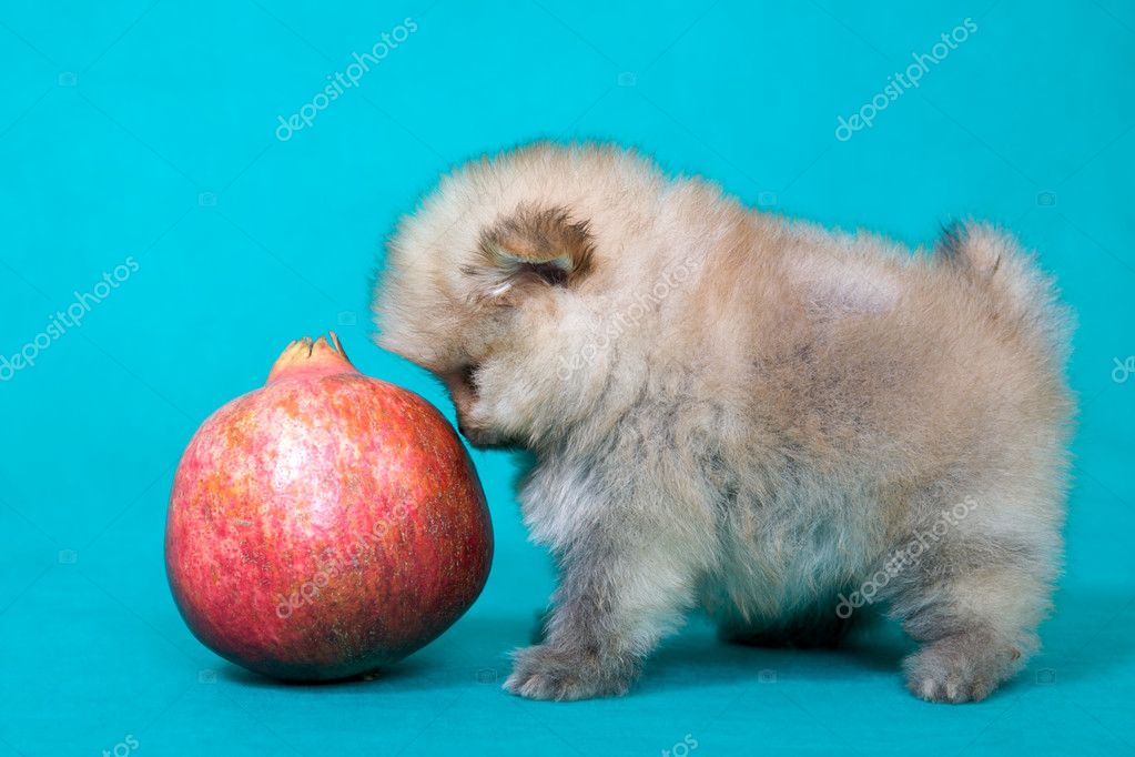 Puppy of the spitzdog with pomegranate — Stock Photo © Sergios 1913382