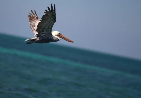 White pelican fly