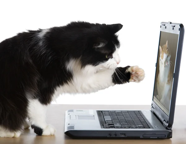 cat pulls a paw to laptop by
