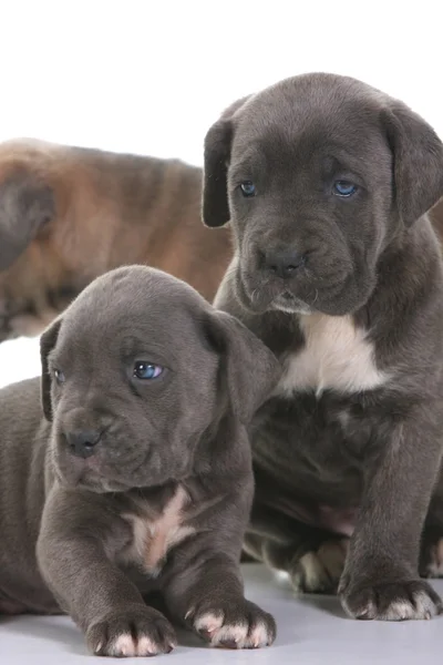 Italian+mastiff+rottweiler+mix