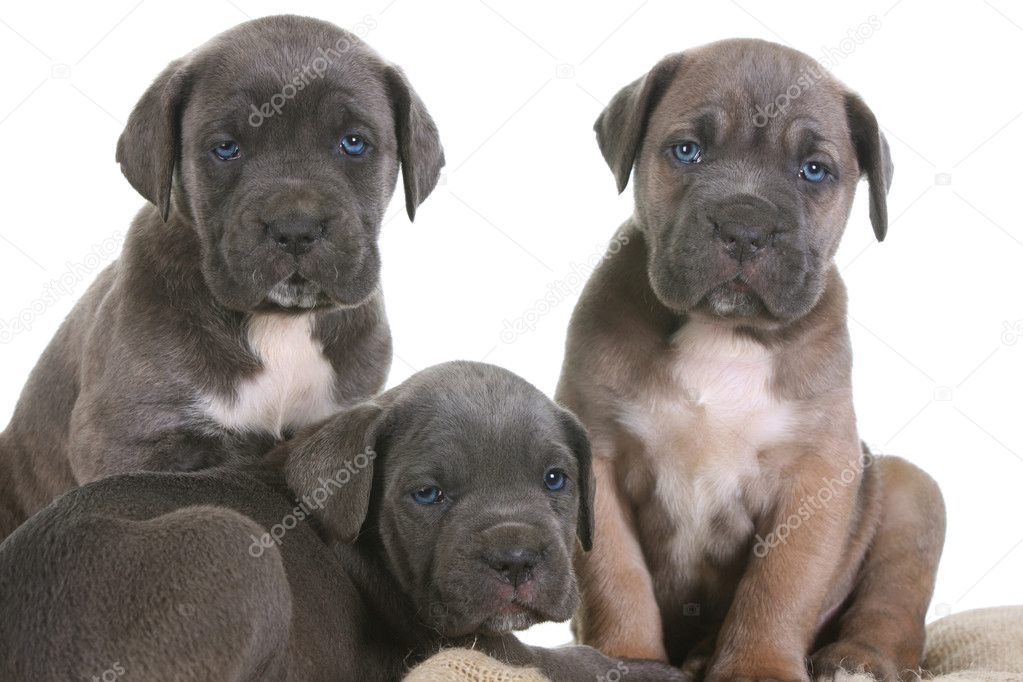 megan park corsi pin fawn cane corso puppies for sale on pinterest megan park corsi pin fawn cane corso puppies for sale on pinterest