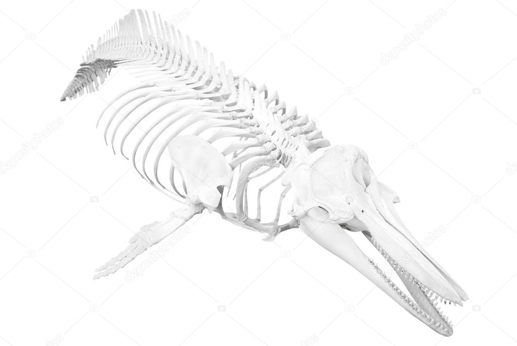 dolphin skeleton