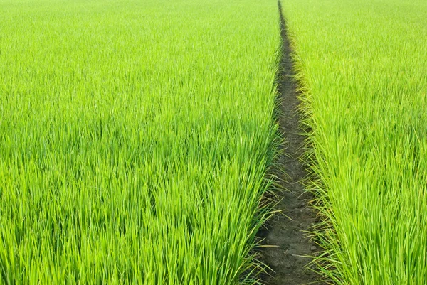 Path in Green field