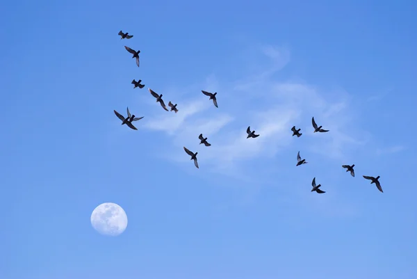 Birds flying toward the moon