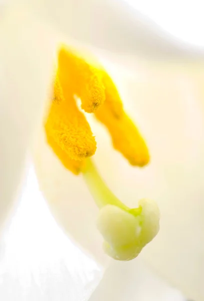 Interior of white lily flower