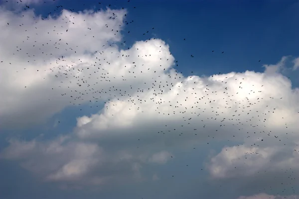 Flock of birds in cloudy sky.