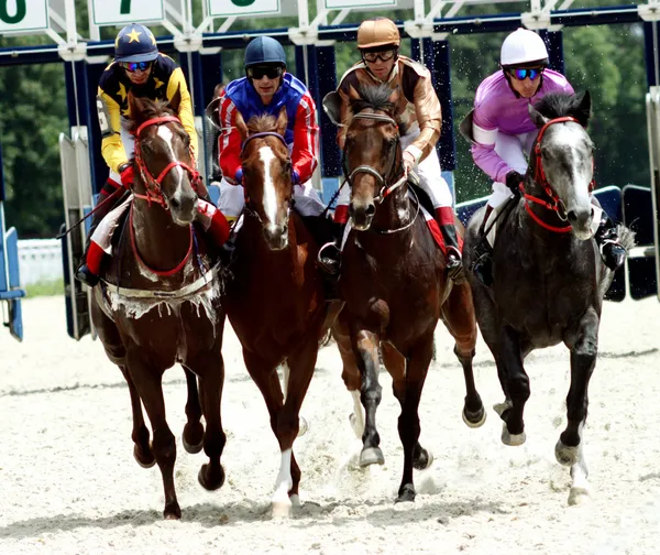Horse race of the prize Dombai.