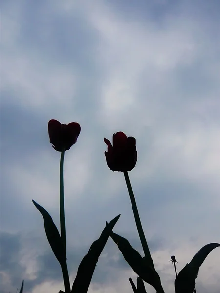 Two dark tulips on sky background
