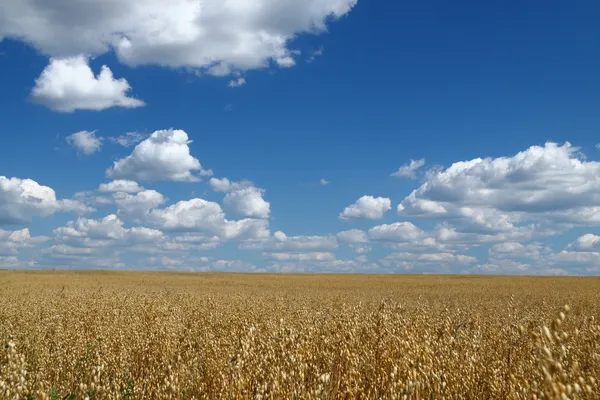 Golden oat field over blue sky 2