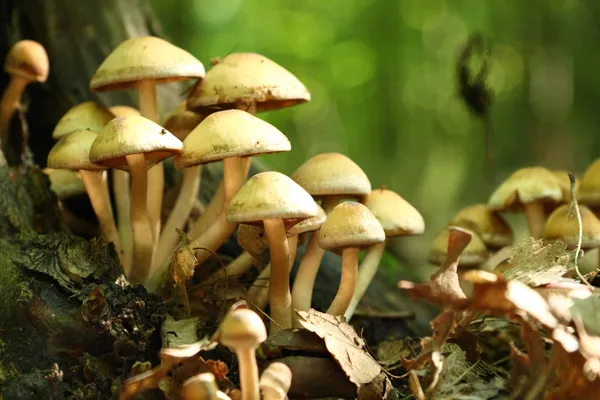 Group of poisonous mushroom in a forest