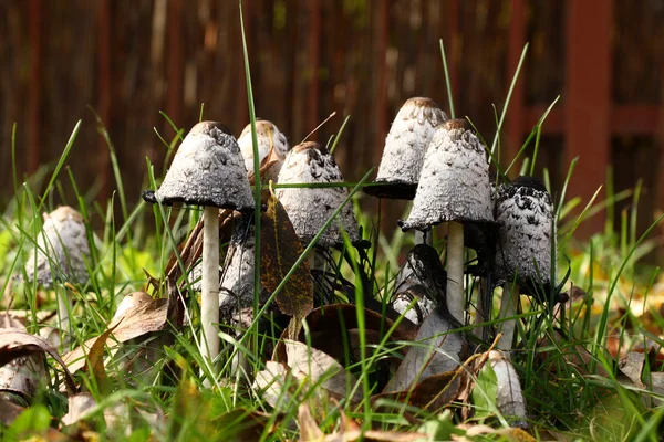 Group of poisonous mushrooms in a grass