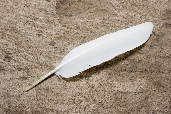 Feather on a stone