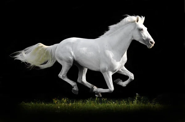 White horse run gallop on grass isolated