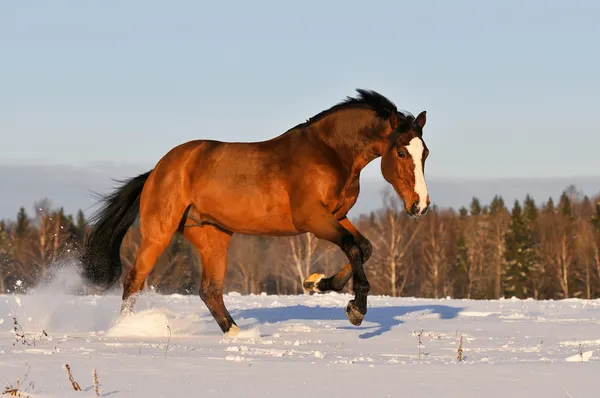 Bay horse in winter runs gallop