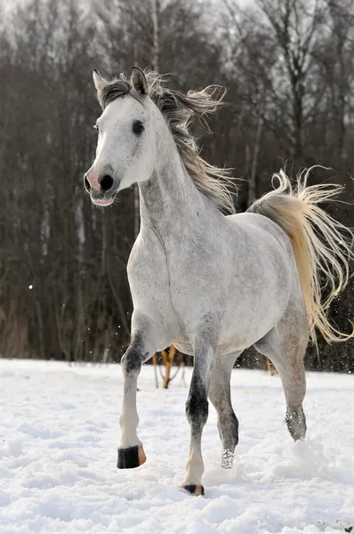 Horse runs in winter