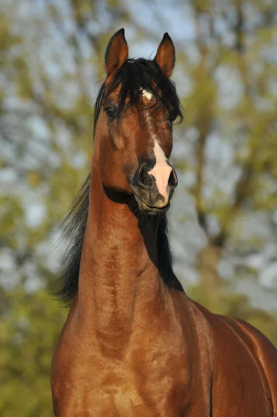 Beautiful bay arabian horse portrait