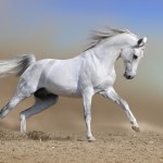White horse stallion run gallop in dust - Stock Photo