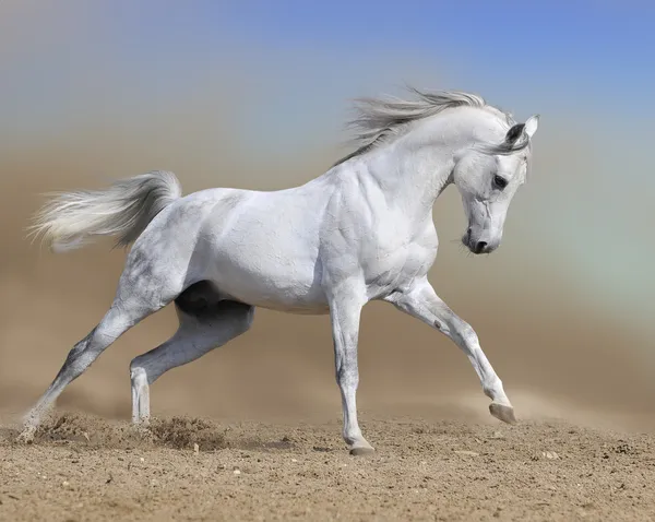 White horse stallion run gallop in dust