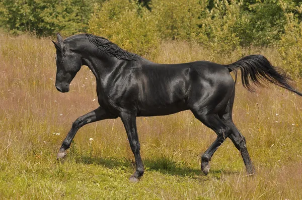 Black arabian stallion trots