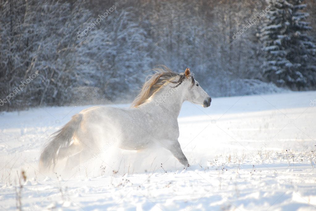 Snow Russia