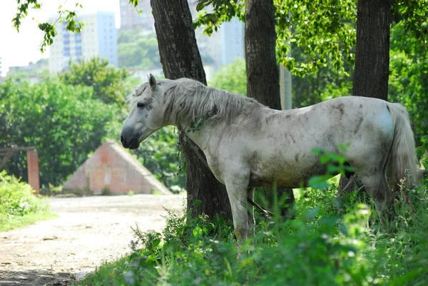 Old beneficent horse