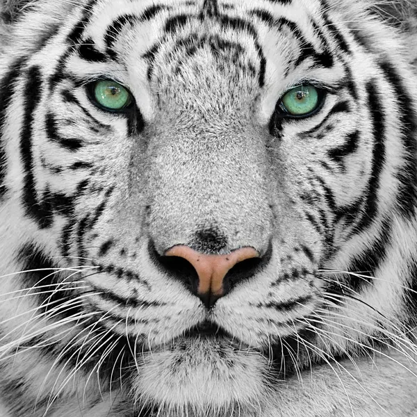 Gorgeous Sumatran tiger
