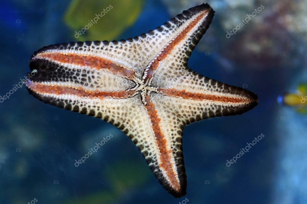 Star Fish Stock Photo By Pazham