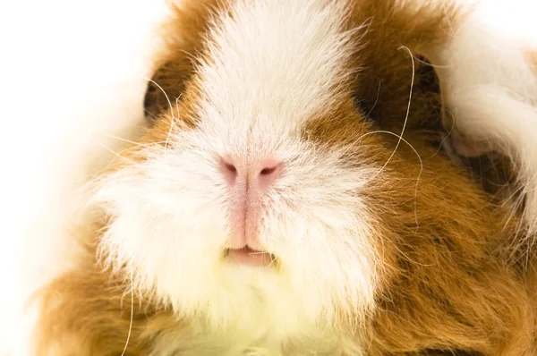 Guinea pig isolated on the white background