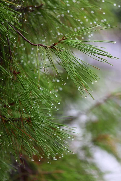 Rain drops on green pine needles wit