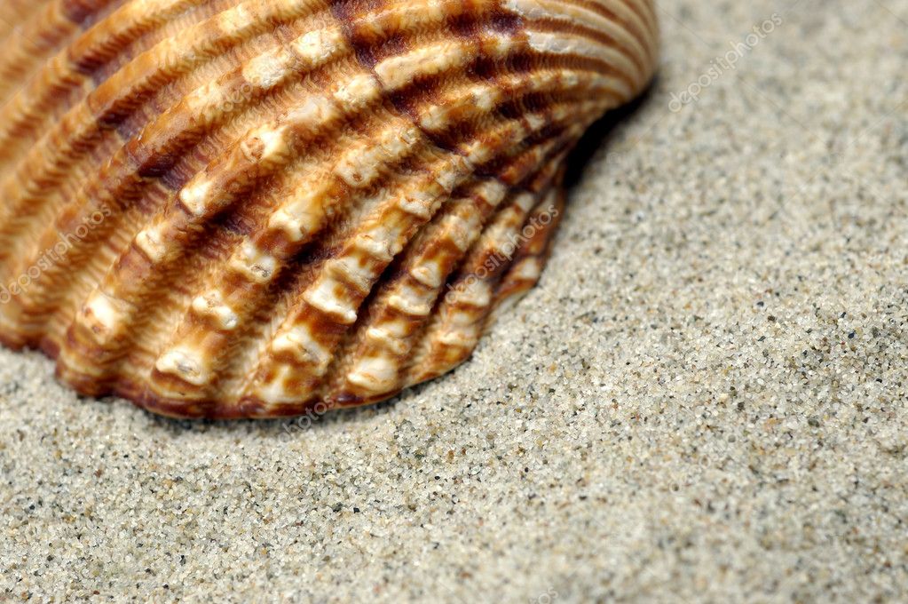 Sea Shell Close-up — Stock Photo © Vladem #1853584