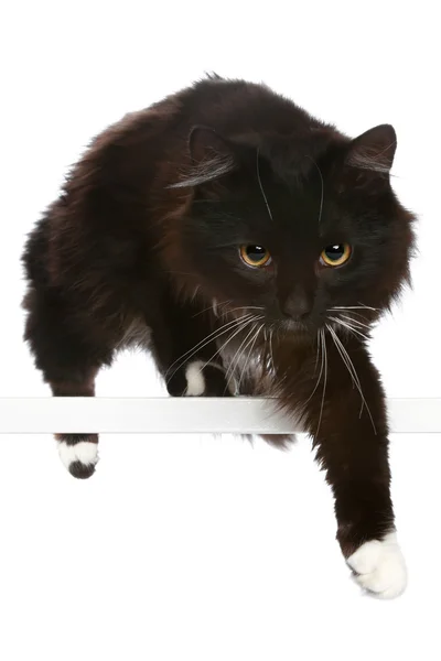 free black and white background images. Black cat on a white