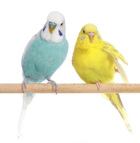 Blue and yellow budgerigars on a branch
