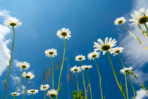 White+daisies+background