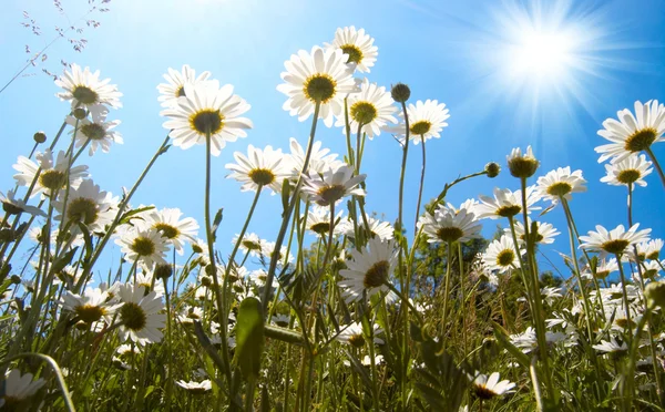 White+daisies+background