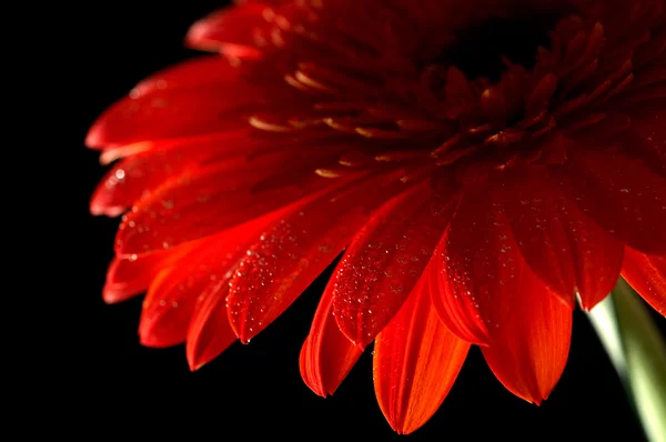 A Red Daisy