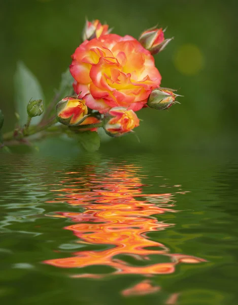 Rose with reflected in the water