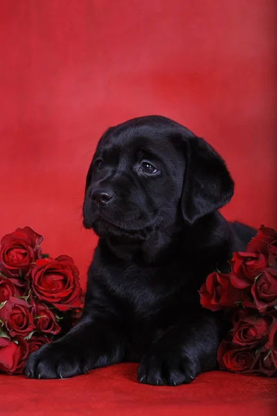 Labrador retriever puppy with red roses
