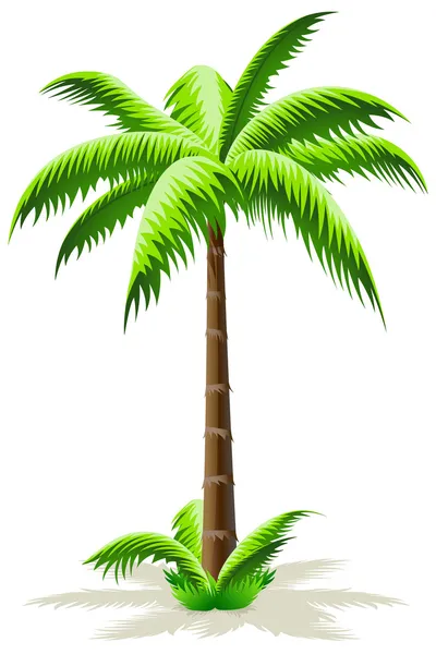Free Palm Tree Vector on Palm Tree   Stock Vector    Vadym Nechyporenko  2017257