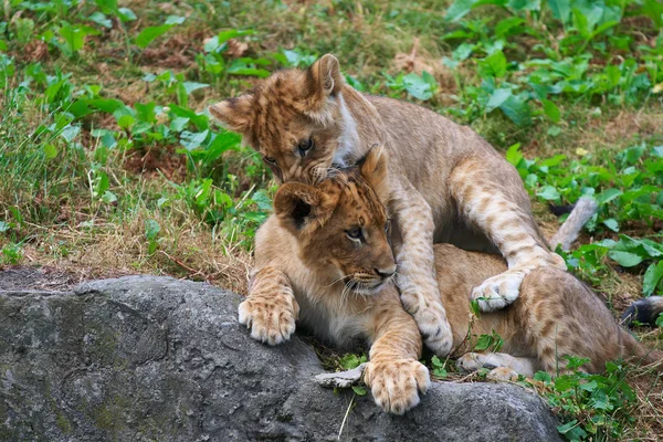 Lions Together